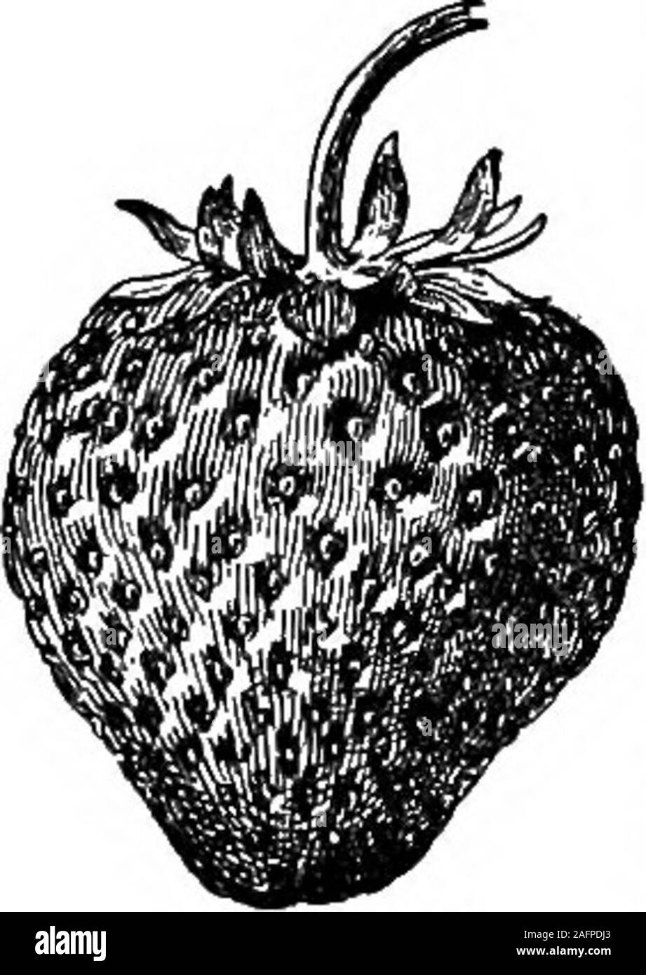 . Lessons with plants. Suggestions for seeing and interpreting some of the common forms of vegetation. Fig. 238.Flowei of strawberry. 293a. This particular type of akene-fruit is known as a oyp-sela, but the term is little used. The fruit of the grasses andcereal grains is also an akene-like body which (as a grain of wheator the meat of an oat) is technically known as a caryopsis ;here the seed is covered by the adherent walls of the ovary.What is the structure of the stick-tight orbur, in Fig. 237 ? The plant is a common andfamiliar weed. The pistil of the mint (Fig.140) may aid in the soluti Stock Photo