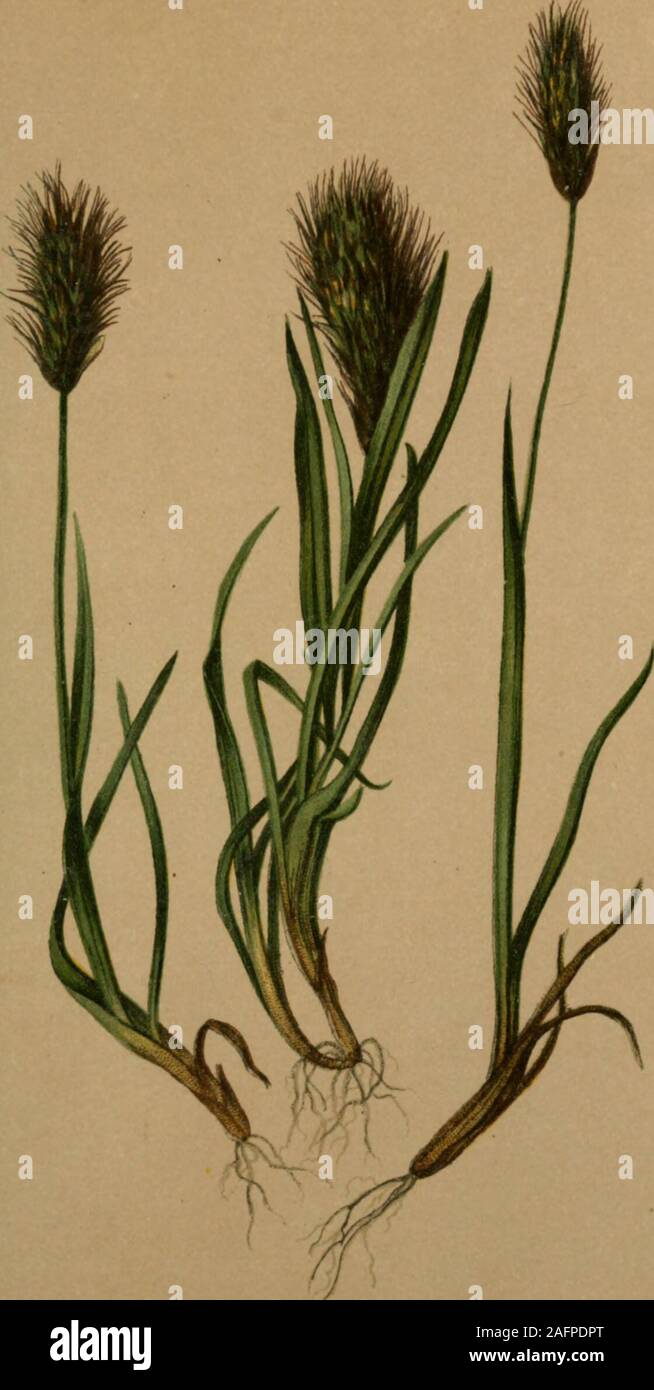 . Atlas der Alpenflora. 484. Avena Scheuchzeri All, = versicolor Vill. 1787 — Scheuchzers Hafer. Alpenkette, Wiesen, 1600—25oa Meter, bes. auf Schiefer. Juit, August. 485.. Avena subspicata (L.) Clairv. — Aehrenrispiger Hafer. Schweiz bis Steiermark, trockene Stellen, i9oo»25oo M., auf Schiefergeatein, Juli, August. 486. Stock Photo