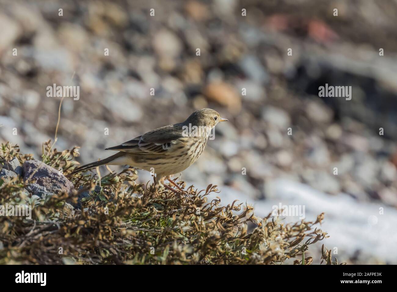 American Pipit in Crater Lake National Park, Oregon, USA Stock Photo