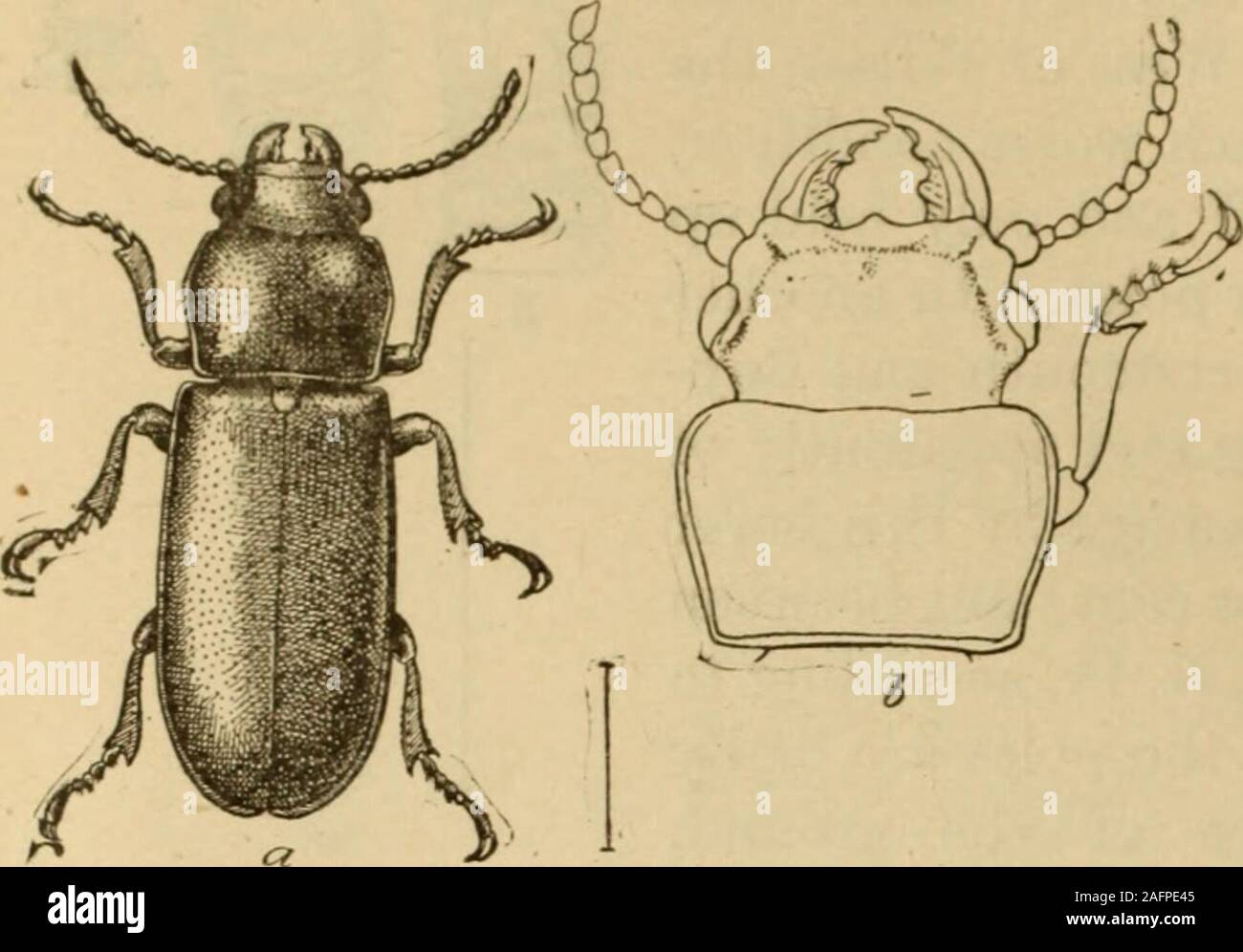 Telephone pole beetle hi-res stock photography and images - Alamy