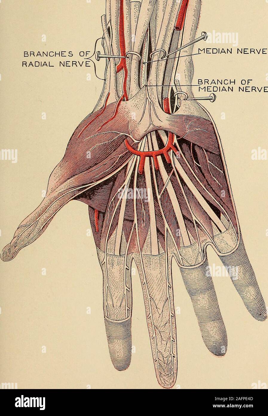 . The home medical library. y oneside of the body, and is relieved by the remedies rec- -7^ [Text continued on page 31.] Plate VIII THE PALM OF THE HAND The illustration opposite shows the nerves, muscles,etc., in the palm of the right hand, and gives some ideaof the possibility of dangerous results from wounds orbruises of this member of the body. The nerves showncarry impulses of motion or sensation. Neglect of anydeep injury involving the nerves may permanentlycripple the hand. The Arteries Shown in Red form the palmar arch,which supplies blood to the palm and fingers. The Radial Nerve supp Stock Photo