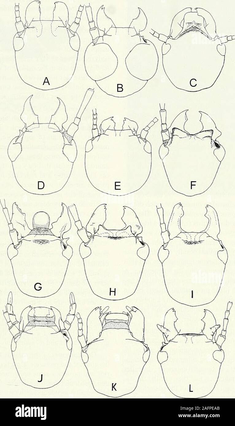 . Occasional papers of the California Academy of Sciences. B male ventral D female ventral Figure 3. General structure of head of .A. B adult male and C. D female of OUgotoma nigra Hagen. ROSS: EMBIA. BIOSYSTEMATICS OF THE ORDER EMBIIDINA, PART 1. Figure 4. Diversity of heads of adult males (labrum not figured in some species). A. Embia. B. New genusEmbiidae. C. Enveja. D and F new genera, Anisembiidae. E. Pelorembia tumidiceps Ross. Anisembiidae, G.and H new genera in a new family. I. Oligembia n. sp., Teratembiidae. J. Australembia. Australembiidae. K.Metoligotoma, Australembiidae. L. New ge Stock Photo