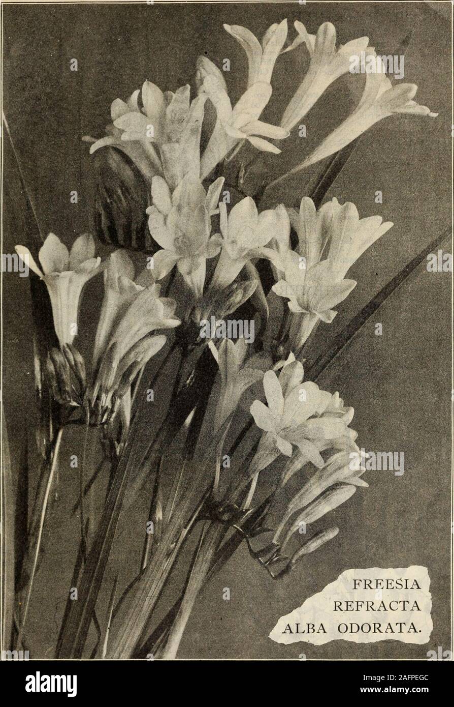 Freesia flowers bulbs hi-res stock photography and images - Alamy