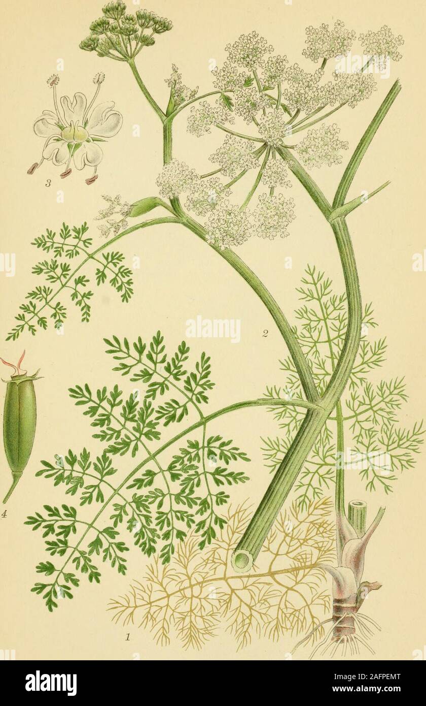 . Billeder af nordens flora. HUNDEPERSILLE, æthusa cynapium. VBORTZELLSTP,*.asTHt. 258. BILLEBO, CENANTHE AQUATICA. A.BORTZELLSTR.A aS-Hl^ 259 Stock Photo