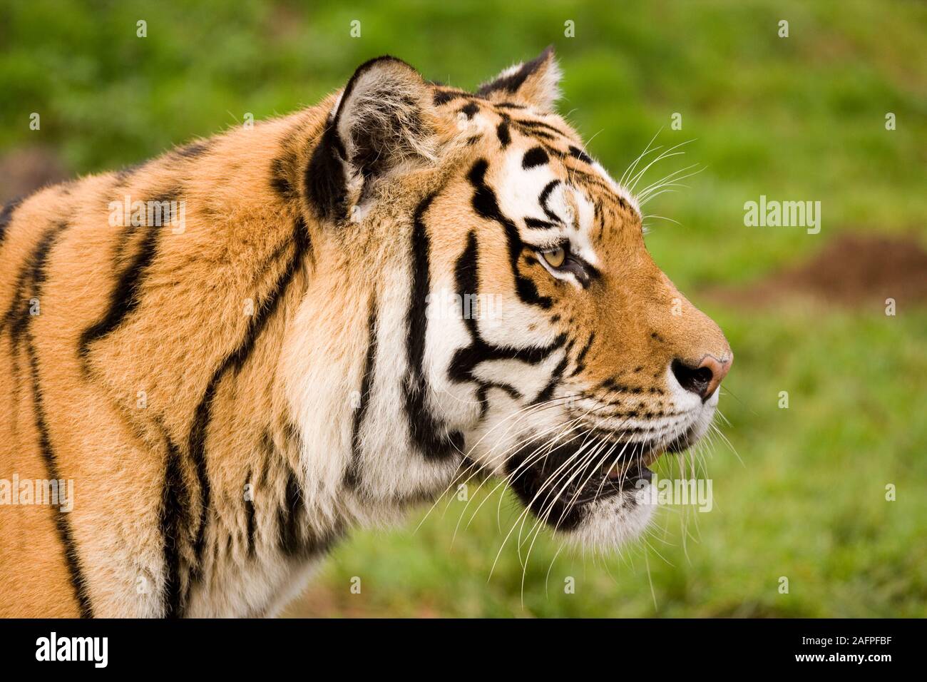 AMUR or SIBERIAN TIGER (Panthera tigris altaica). Head portrait, profile. Stripe markings on each animal are variable in breadth and length. Identification. Stock Photo