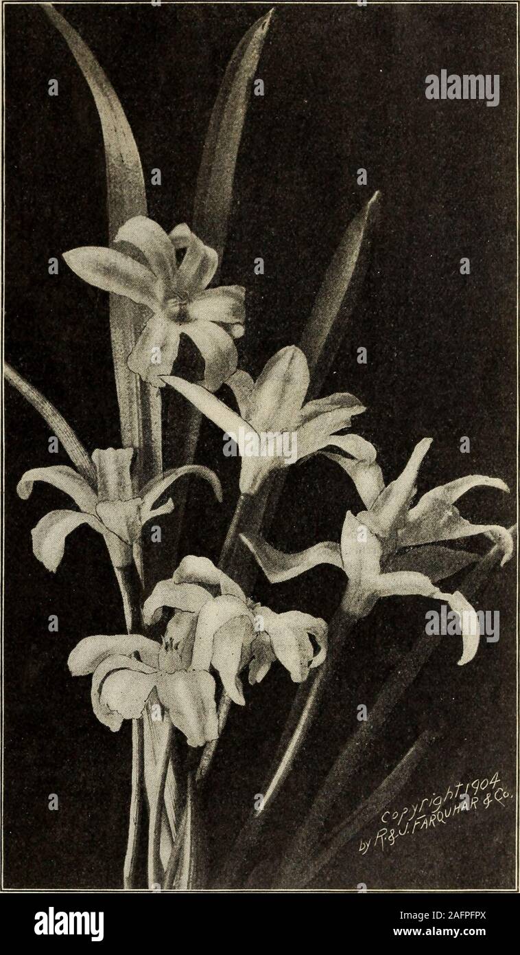 . Bulb catalogue 1904. Per doz.,25 cents; per 100, $1.50; per 1,000,$10.00. Sardensis. Rich deep-blue, withsmall white centre. Per doz., 30cents; per 100, $1.75; per 1,000,$12.00. Gigantea. Resembling C Lucilias,but with much larger blooms of softgray-blue. Per doz., 30 cents;per 100, $1.75; per i,ooo, $13.00. COLCHICUM. ( The Autumn-Flowering Crocus.) These interesting bulbous plantsproduce their large Crocus-like blos-soms in September, the leaves notappearing till the following spring.They are quite hardy, and are partic-ularly adapted for planting amongshrubs, under trees, or other shadysi Stock Photo