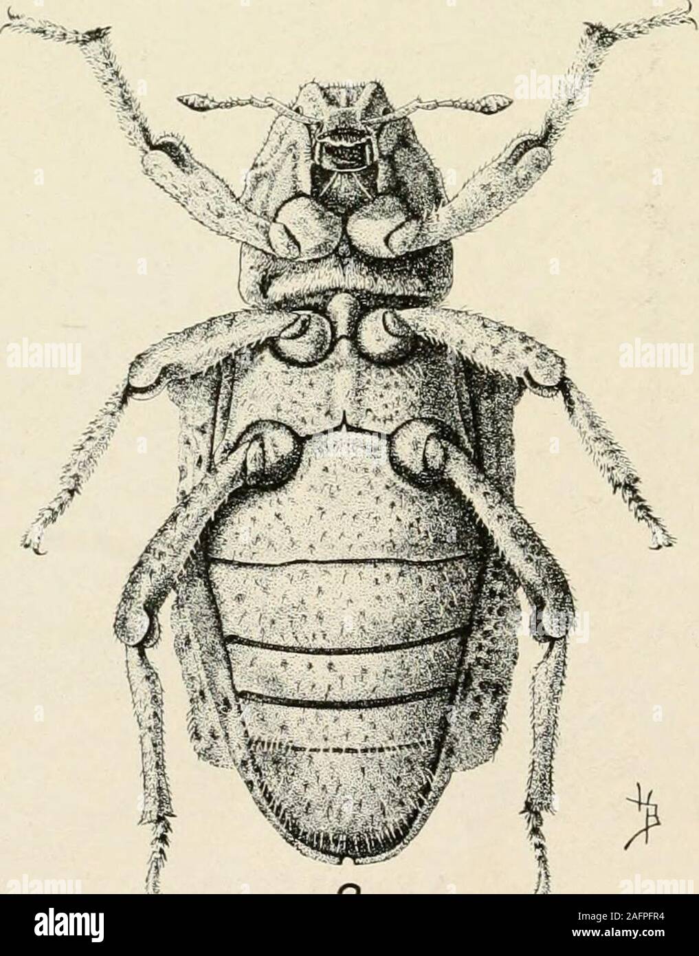 . A manual of dangerous insects likely to be introduced in the United States through importations. k&gt; 2 Potato Weevil. Rhigopsidius tucumanus Heller. (Pierce.) INSECTS OF PLUM AND CHERRY, 177 Cryptophaga unipunctata Donovan.(The Cherry Borer. Xyloryctidge; Lepidoptera.) Hosts: Cherry, peach, honeysuckle. Injury: Very serious. Makes shallow tunnels in branches of trees. Description and biology: Adult, wing expanse 37 mm.; a white satiny moth; frontof head, antennae, and a dot on forewings, black. Larva, length, 50 mm.; pinkishwhite, hairy; covers entrance to burrow with silken web in which c Stock Photo