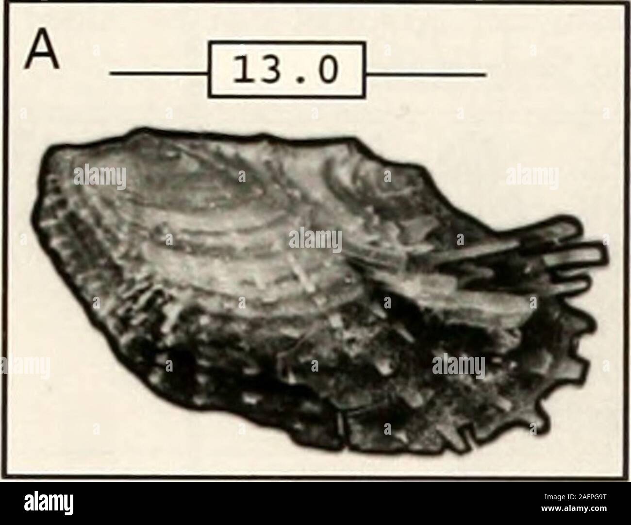 . Bulletins of American paleontology. l teeth in each valve; the anterior becoming elongatein large shells. The shell is basically ornamented withfine concentric lines over the entire surface, with ad-ditional fine radial ribs on both anterior and posteriorends. Large, worn shells generally have the ornamen-tation smoothed off (Text-fig. 65A. B), so the mix ofornament types is best seen on smaller shells (Text-fig. 65C). The posterior margin is slighdy truncate. Comparison.—The two-part ornamentation and thelarge size of the adult shells is distinctive. Name.—Mercenaria mercenaria (Linnaeus, 1 Stock Photo