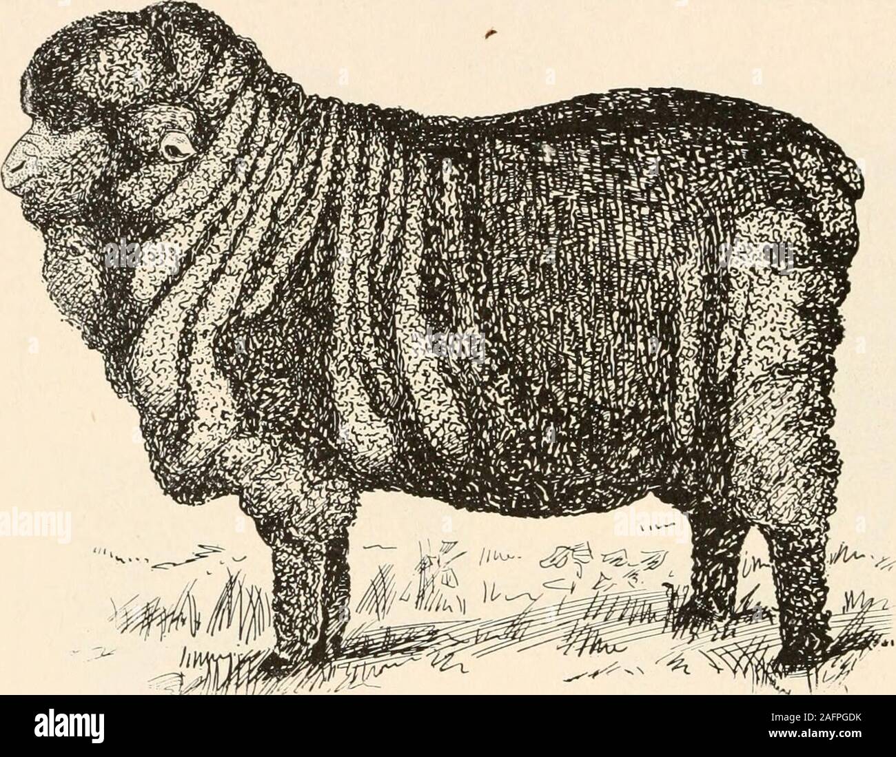 Prize rabbits hi-res stock photography and images - Alamy