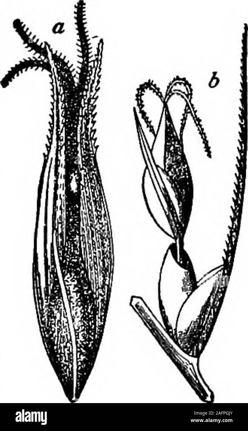 . Lessons with plants. Suggestions for seeing and interpreting some of the common forms of vegetation. Fia. 225.Bacheola of carex. Fig. 224. Pistillate flowerof a carex. Suggestions.—The sedges are even more critical than the grasses,but they are so abundant that the pupil should take pains to ob-serve them. He should at least be able to distinguish them fromgrasses They may be readily distinguished by the phyllotaxy (68).The stems or culms are generally 3-angled, particularly in the 234 liMSSOJVS WITH PLANTS larger kinds, and the foliage is usually harsh or rough. There aremany types of sedge Stock Photo