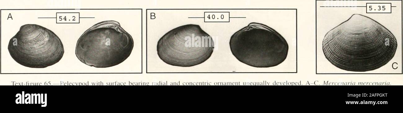 . Bulletins of American paleontology. ame.—Chione cancellata (Linnaeus, 1767). Biofacies.—A Dominant Taxon in the Gulf Biofa-cies and also abundant in Liicina samples. Common inboth Central Biofacies and in Tricolia assemblages.Has been found less commonly in all other biofaciesexcept Rocky Shore and Grecian Rocks, from whichit was not recovered. References.—Warmke and Abbott, 1961, p. 185, pi.38, fig. O; Morris, 1975, pp. 59-60, pi. 25, fig. 2;Abbott, 1974. p. 523, fig. 5865; Emerson and Jacob-son. 1976. p. 430, pi. 46. fig.l; Rehder. 1981. p. 803.fig. 501; Abbott and Dance. 1983. p. 365. fig Stock Photo