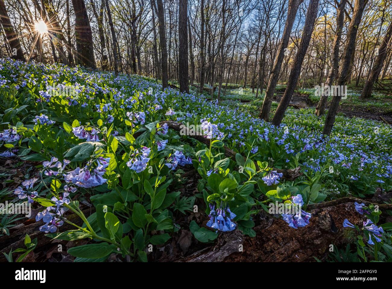 An April sun rises to warm a spring woodland blooming with Virginia bluebells (Mertensia virginica), a spring ephemeral flower found under the trees Stock Photo
