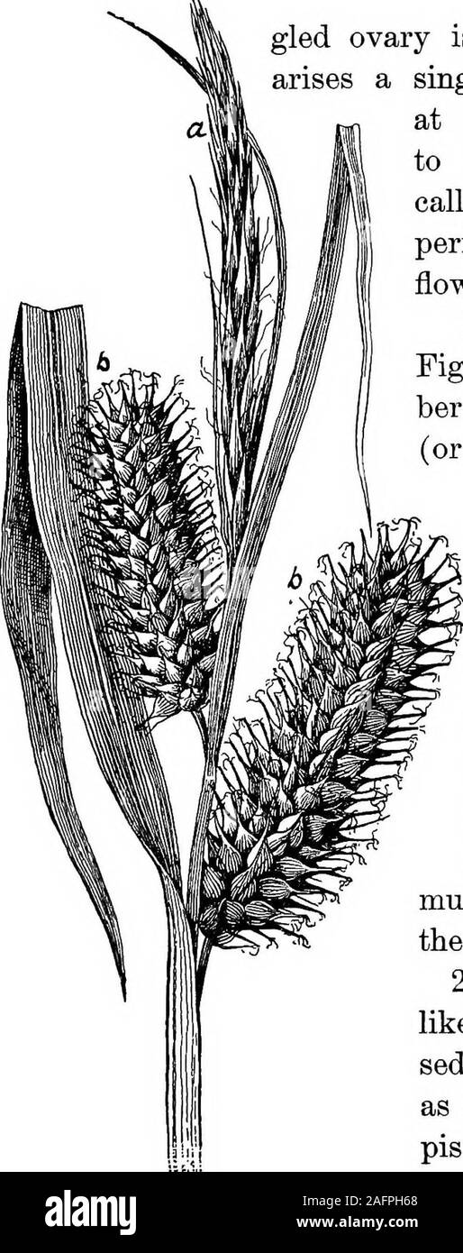 . Lessons with plants. Suggestions for seeing and interpreting some of the common forms of vegetation. project from a flask-like body, and this body, likethe staminate flower, is borne in the axU of abract. Where is the perianth ? 265. A sedge of the type shown in Fig. 165would ripen into a form something like that inFig. 223. (The two are not the same kind, how-ever.) Leaf-like bracts subtend each spike. Apistillate flower of Fig. 223 is enlarged in Fig.224. It is in the axU of a scale. The side ofthe flask-like body is torn away, and the 3-an- 232 LJ!SSOjyS WITS PLANTS. gled ovary is seen wi Stock Photo