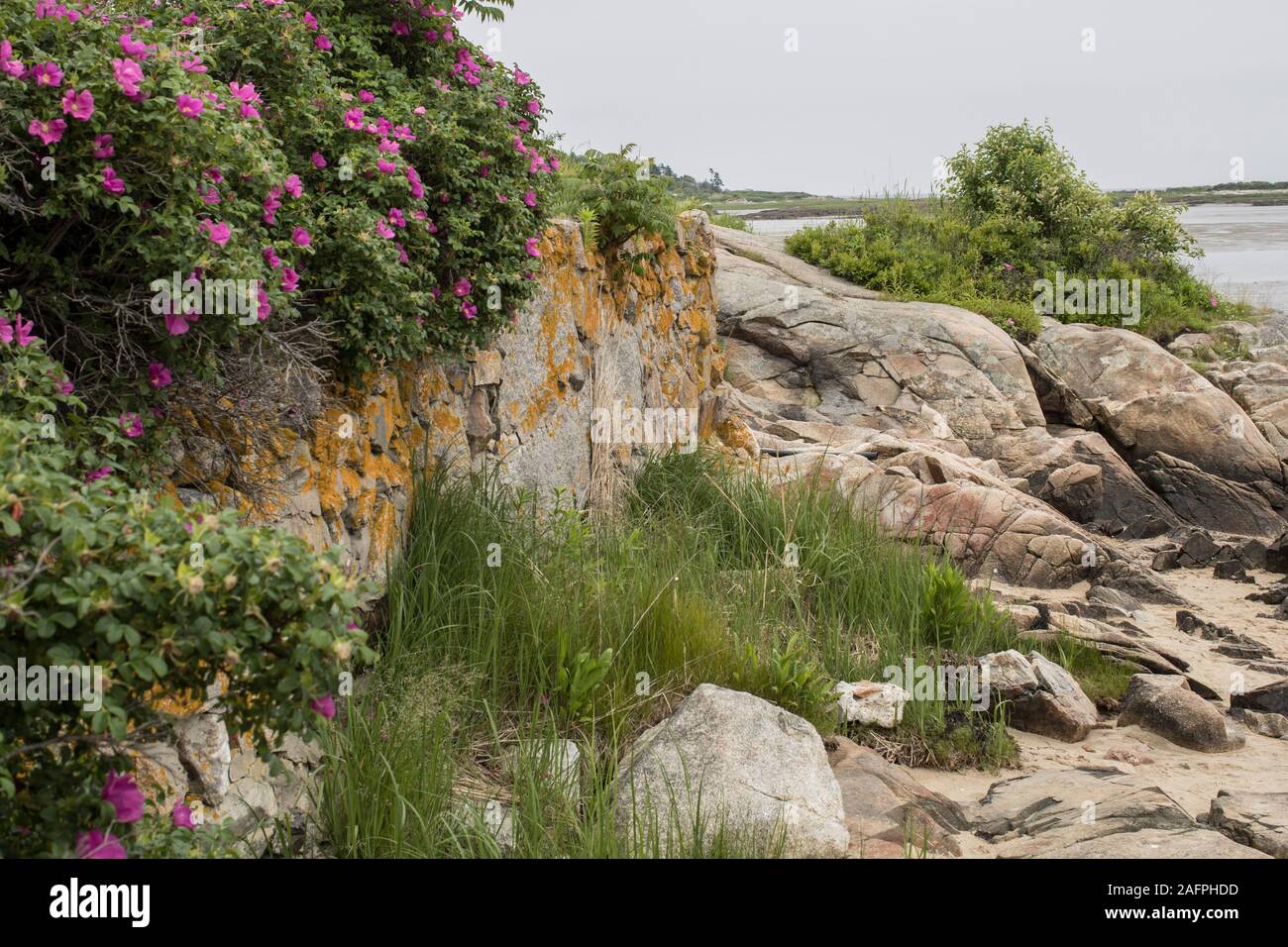 Beach roses (rugosa) grow near the ocean in New England. Granite walls and rocky beaches abound near the ocean as well. Maine coastline here. Stock Photo