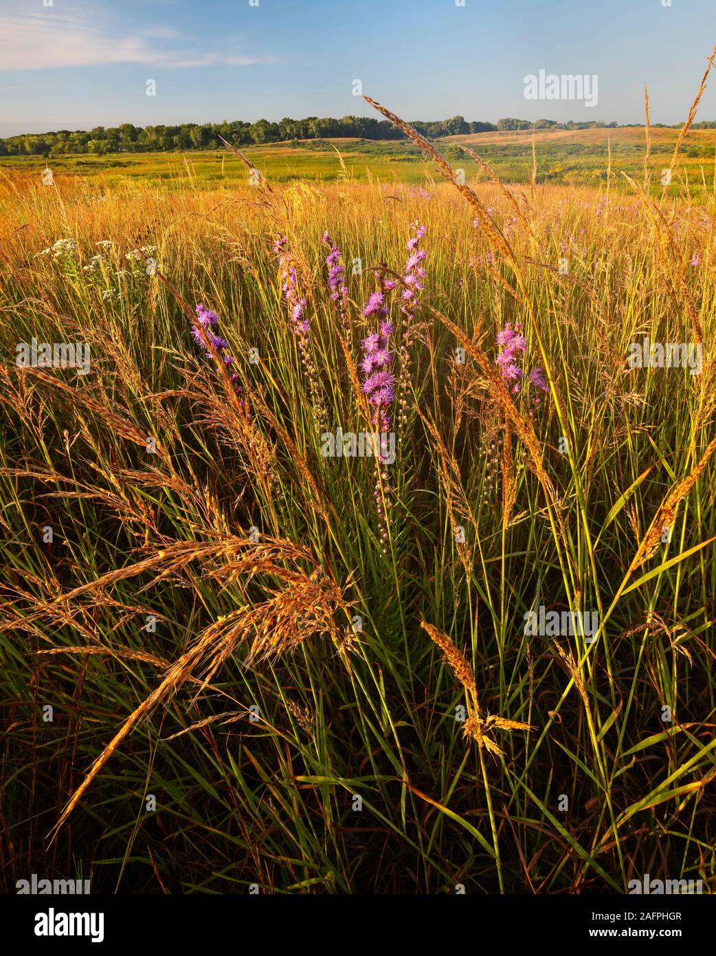 Late-summer landscape shows a scen of rough blazingstar (Liatris aspera) & Indiana grass (Sorghastrum nutans) dominate the top of this prairie kame. Stock Photo