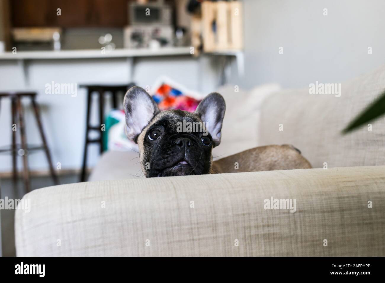 Cute tiny French bulldog peeping over couch Stock Photo