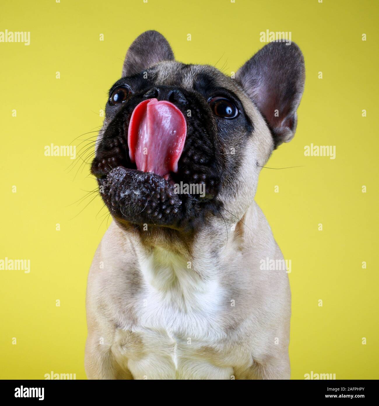 Funny French bulldog puppy licking lips on yellow studio background Stock Photo