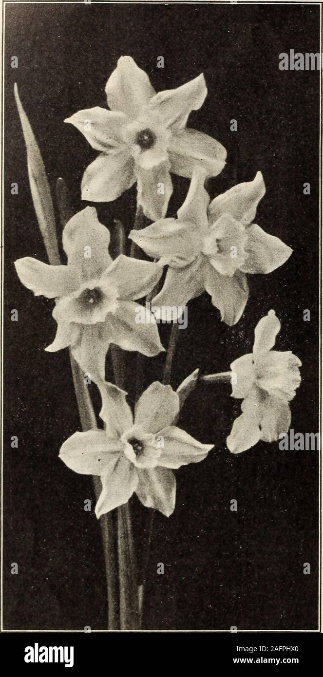 . Bulb catalogue 1904. The characteristic feature of this section is