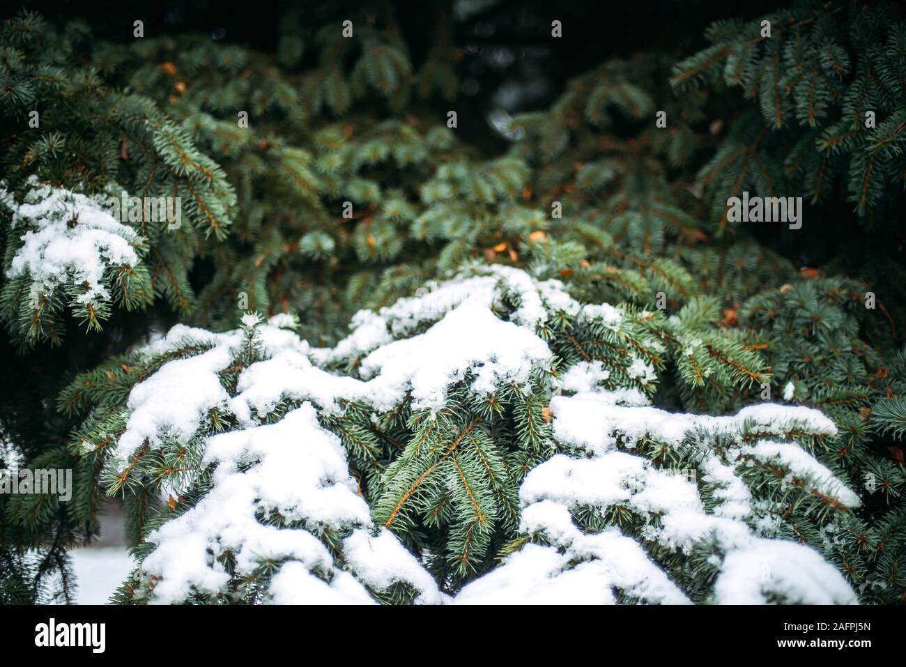 Snow on branch of pine tree Stock Photo