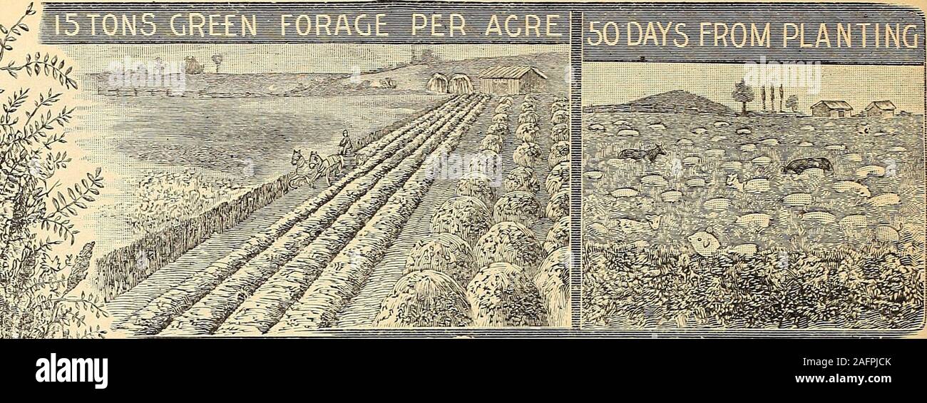 . Currie's farm and garden annual : spring 1916. ellent; is enormously productive and can be treated in the same manner as other grain. Itoutyields oats, barley, wheat, etc., is not attacked by rust or smut, and is not harmed byfrost. Sow broadcast, using 60 to 80 lbs. per acre. Weight per bushel 40 lbs. Peck 45c;bushel $1.45; 5 bushels $7.00. FLAX. When grown for Seed, sow from 2 to 3 pecks to the acre. If fine fibre is wanted, sow from1% to 2 bushels to the acre, so as to grow clean, straight, slender straw. Primost (Minn. No. 25)—An improved variety, considerably earlier than Common Flax; y Stock Photo