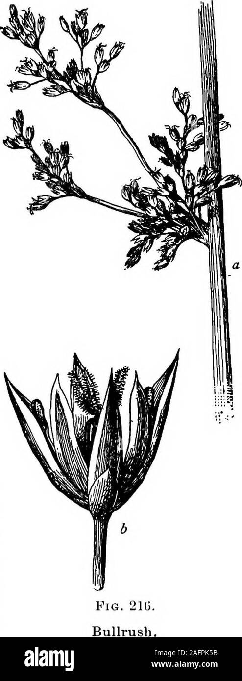 . Lessons with plants. Suggestions for seeing and interpreting some of the common forms of vegetation. Fk:. 215.Flower of pogonia. Canada) is shown in Fig. 215. The ribbed ovary is seen below the flower. The lip, which is a sac in the ladys-slipper, is an enlarged fringed member, but the other parts of the perianth are much alike. The column is a club-shaped body lying just above the lip, and the end of it is covered. PABTIGULAB TYPJiS OF FLOWMBS (OBOSIDS) 225 by the single lid-likeanther. This flower isvery unlike the ladys-slipper in general ap-pearance, but the fun-damental characters ofthe Stock Photo