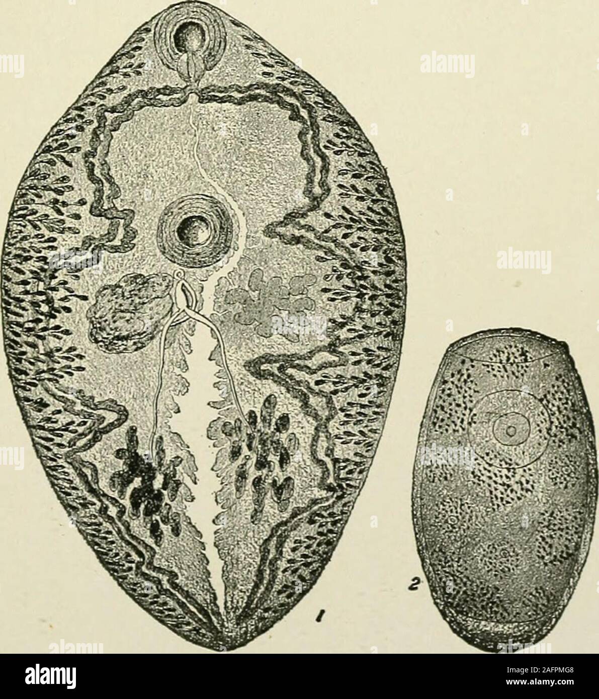 . Internal medicine; a work for the practicing physician on diagnosis and treatment, with a complete Desk index. Fig. 292.—1. Fasciola hepatica.—After Claus. 2. Egg of parasite.—After Braun.. Fig. 293.—1. Paragonimns westermani.—.After Leukart. 2. Egg of parasite.—.fter Katsurada, DISEASES DUE TO CESTODES. 255 their long ilianiotor transverse to the long axis of the worm, those in theniiddle are scjuarish, and the most distant have their long diameter in thelong axis of the worm. The lateral hortlers usually converge toward theanterior extremity in such a manner that the anterior border of th Stock Photo