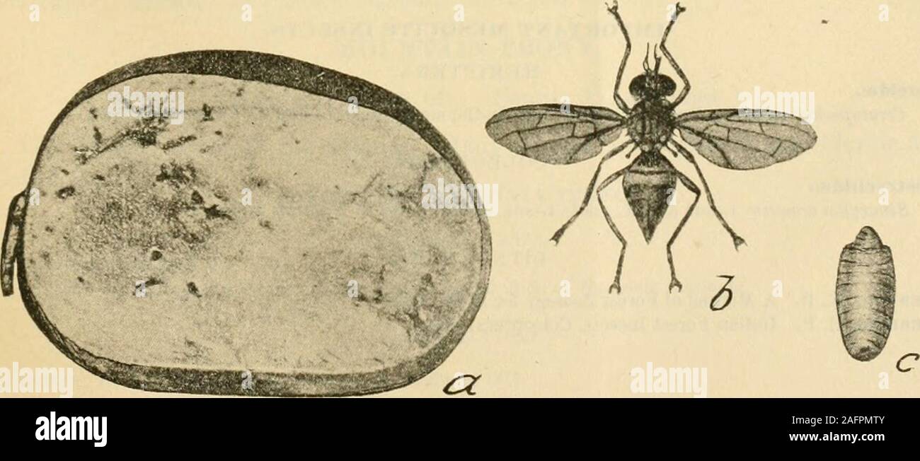 . A manual of dangerous insects likely to be introduced in the United States through importations. Fig. 74.—Mango borer (Ba/o«ra iitona): Male. (Stebbing.) . Fig. 75.—Mango fruit fly {Dacusferrugineus): a, Injured mango; ft, adult, and c, larva. (Maxwell-Lefroy.) 148 A MANUAL OF DANGEROUS INSECTS. COLEOPTERA.Anobiidse. Xestobium rufovillosum DeGeer; Europe; bores in trunks.Ptilinus pectinicornis Linnaeus; Europe; bores in trunks. Lymexylonldae. Hyleccetus dermesioidcs Linnaeus; Germany; bores in wood. Buprestidse. * Agrilus viridis Linnaeus; Europe; bores in stems and branches. {See Oak.) Sca Stock Photo