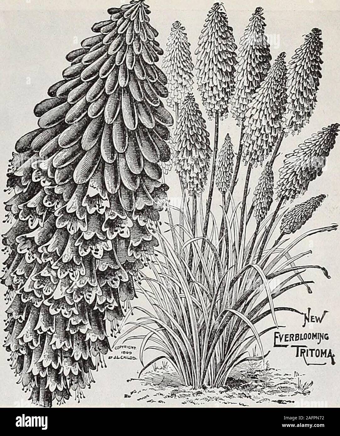 . Dreer's wholesale price list : seeds for florists plants for florists bulbs for florists vegetable seeds, fungicides, fertilizers, insecticides implements, sundries, etc. TROLLIUS (Globe Flower). TRITOMA PFITZERII (Red Hot Poker Plant) Tiarella. (Foam Flower.) Per doz. Per 100 Cordifolia. 3-inch pots $1 25 $9 00 Purpurea Major. 4-inch pots i 25 8 00 TricyrtiS. (Japanese Toad Lily.) Hirta. 4-inch pots i 25 8 00 Macropoda Striata. 3-inch pots i 25 8 00 Tunica. Saxifraga. 3-inch pots 100 700 Valeriana. (Valerian.) Coccinea. -t-inch pots i 25 8 00 Alba. 4-inch pots i 25 8 00 Officinalis. 3-inch Stock Photo