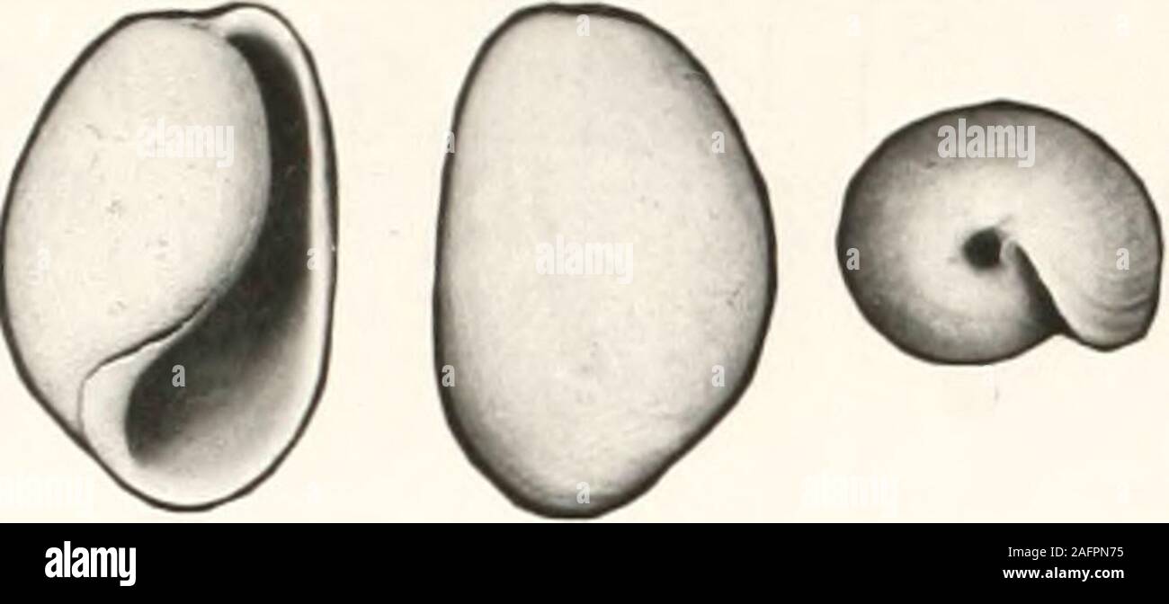 Marginella Hi Res Stock Photography And Images Page 2 Alamy