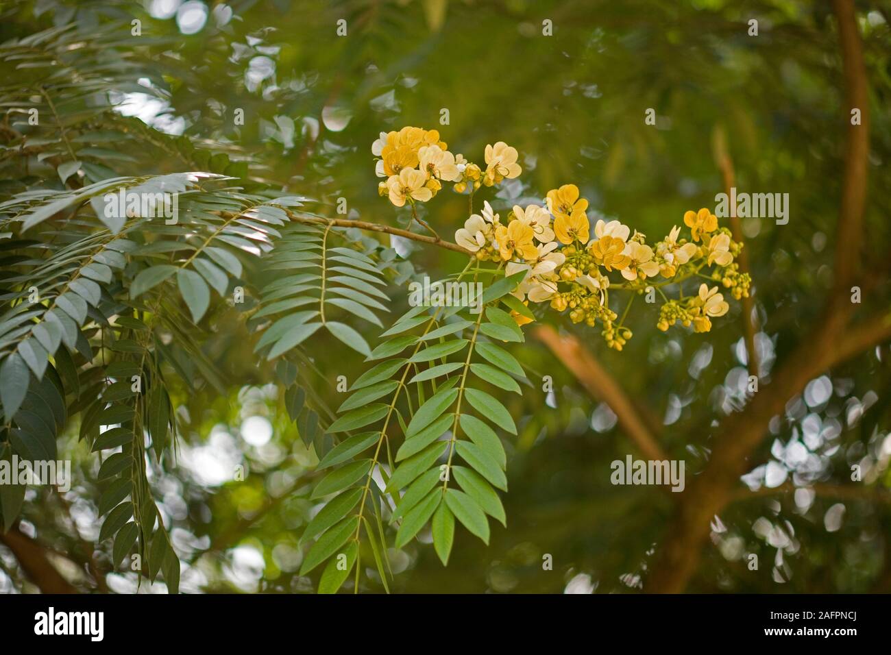 GOLDEN SHOWER or INDIAN LABURNAM (Cassia fistula). Thailand. Stock Photo