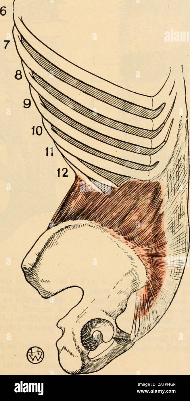 cordon spermatique du nerf ilio inguinal