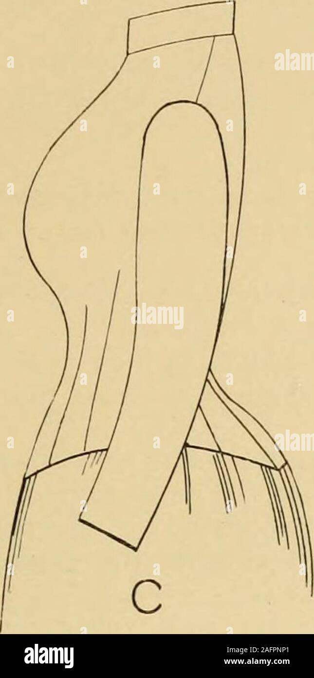 . The 'Keystone' system. A text-book on cutting and designing ladies' garments. the dart in any case must follow the lines to the bottom, alongthe seams originalh cut. Diagram D represents the form needed for a figure like D, having a shortbody and full hips, or large across the abdomen. The broken lines in this case show the regular pattern as cut, from whicha deviation must be made to meet the chang-e in the fieure. This form being much increased in front, must have more ease on the loweredge of the waist. The black lines show where this is needed. Therefore, at C, A and B morespring is adde Stock Photo