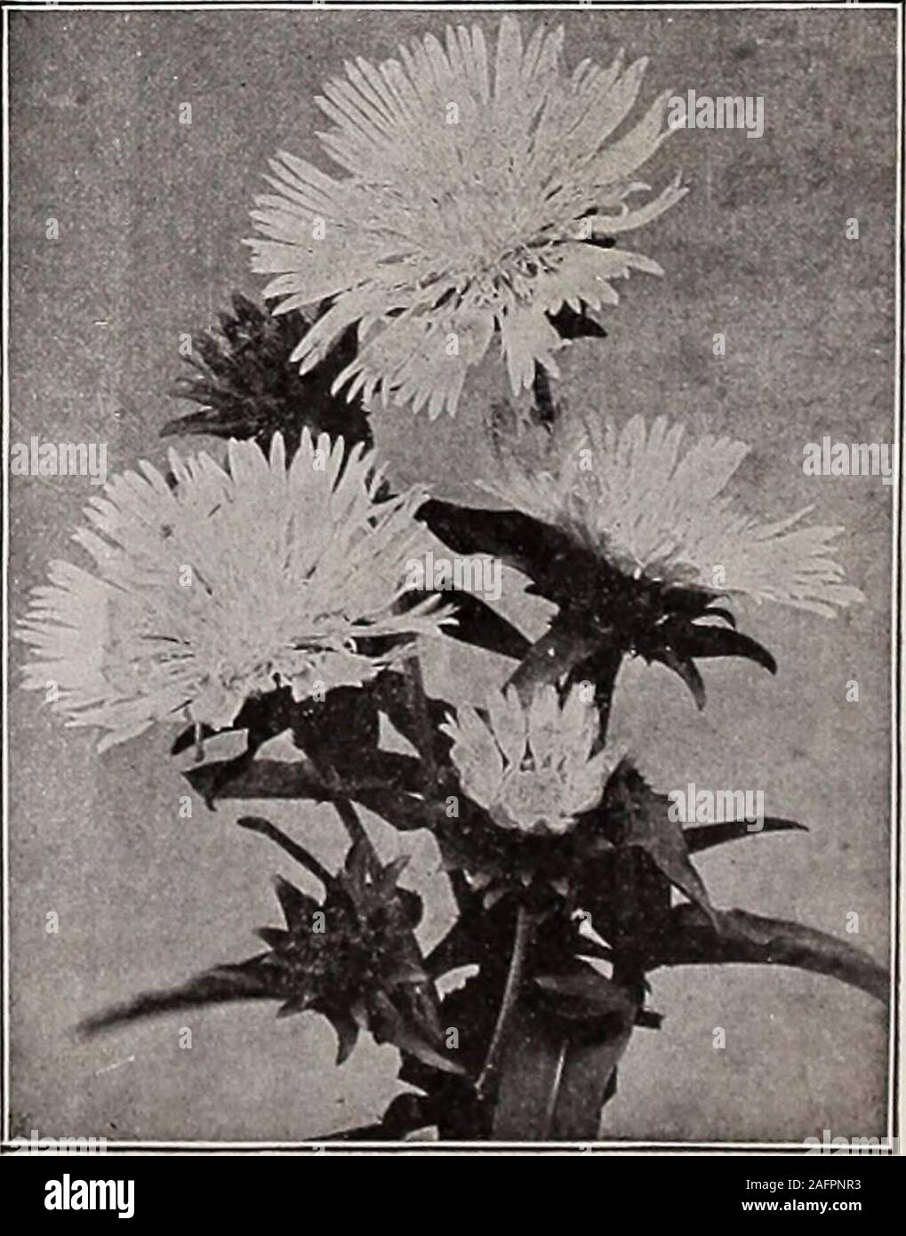 . Dreer's wholesale price list : seeds for florists plants for florists bulbs for florists vegetable seeds, fungicides, fertilizers, insecticides implements, sundries, etc. tenanthium. (Mountain Feather Fleece. ]Robustum. 30 cts. each ; $3.00 per doz. 5 00 Symphitum. (Comfrey.) Asperrimum Aureo Variesatum. An effective variegated-leavedplant. 4-inch pots, $1.50 per dozen ; $10.00 per 100. Tanacetum. Per doz. Per 100 Balsamita (Costmary or Bible Leaf) $1 00 $700 Vulgare (Tansy) 85 6 00 Teucrium. (Germander.) Canadense. Strong, 4-inch pots i 25 8 00 Thalictrum. (Meadow Rue.) AqulleElfolium Album Stock Photo