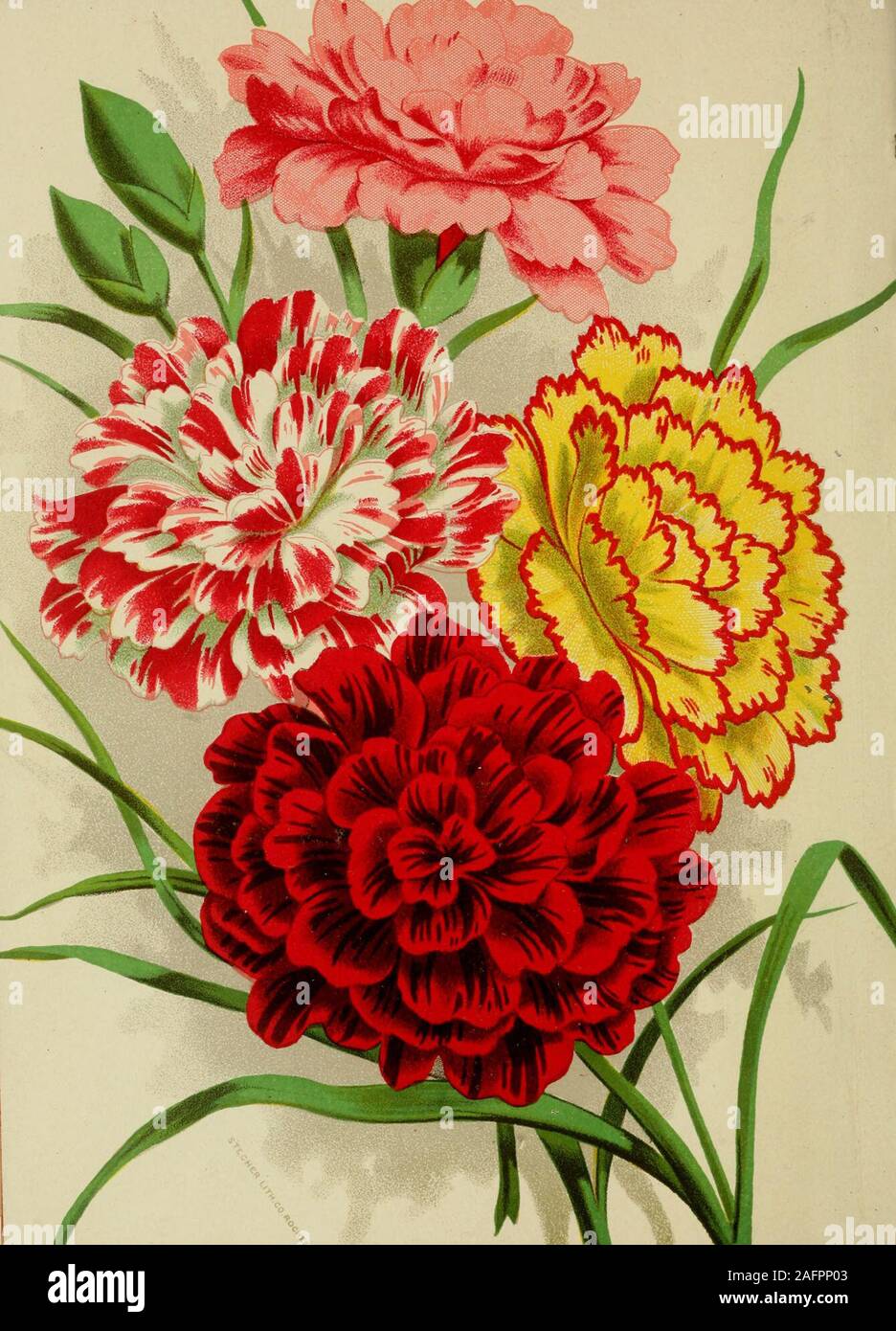 . American carnation culture. AMEvRICAN CjlRNilTION CULTURE, {^ianthus