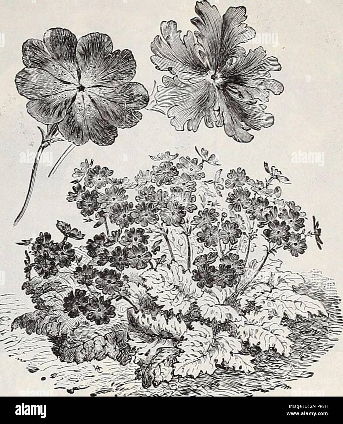 . Dreer's wholesale price list : seeds for florists plants for florists bulbs for florists vegetable seeds, fungicides, fertilizers, insecticides implements, sundries, etc. .SCABIOSA CAUCASICA PRIMULA CORTUSOIDES SIEBOLDI Rudbeckia. (Cone Flower.) Per doz. PulSida. 4-inch pots |i 00 Golden Glow. Strong, 4-inch pots 85 Maxima. 3-inch pots i 25 Newmani. Strong, 4-inch pots i 00 Nitida, Autumn Glory. 4-inch pots i 00 AutumnSun. Bright primrose-yellow . 150Purpurea. (Giant Purple Cone Flower.) Strong, 3-inch pots i 00 Sub°Tomentosa. 4-inch pots i 00 Rays of Gold. In this new variety we have arefin Stock Photo