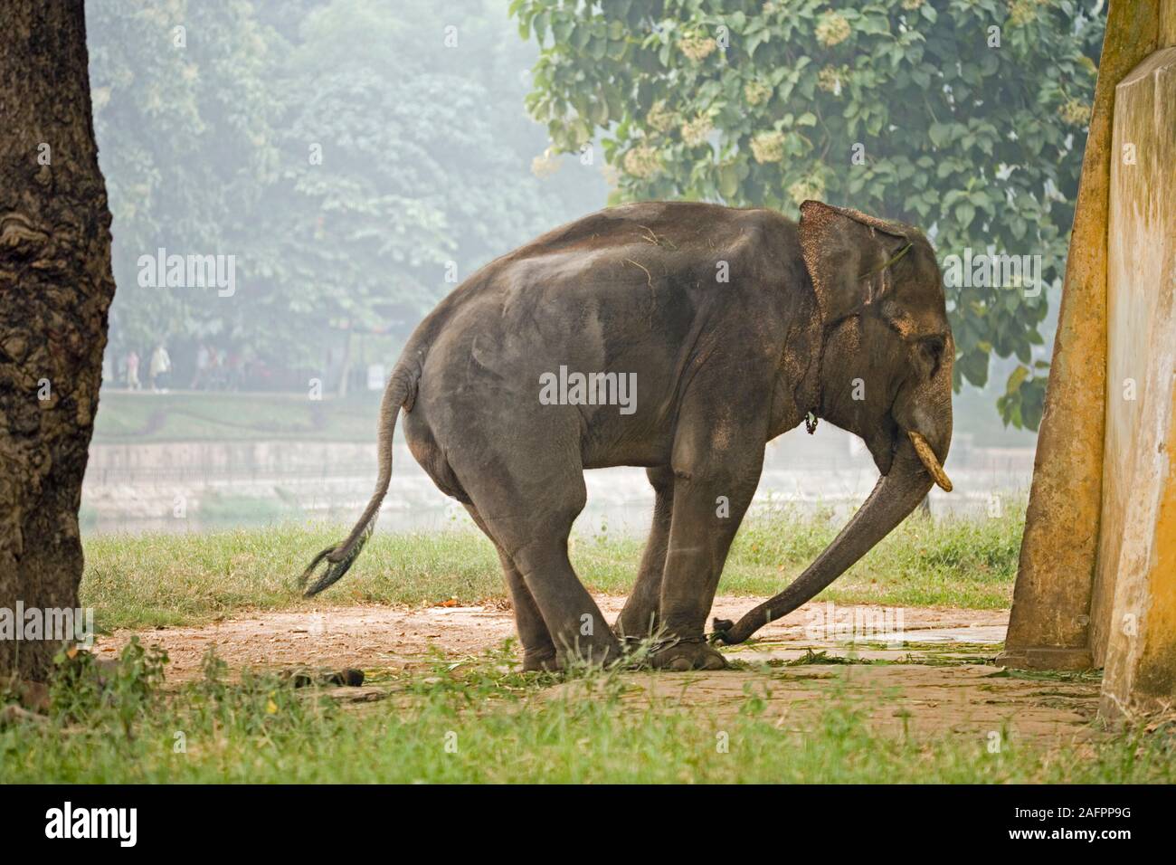 ASIAN ELEPHANT (Elephas maximus). Captive, chain tethered animal,   steriotypic head and trunk weaving behaviour. Starved of environmental enrichment. Stock Photo