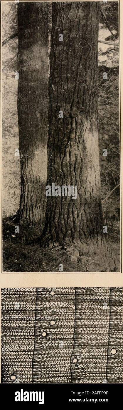 Rocky mountain ponderosa pine hi-res stock photography and images - Alamy