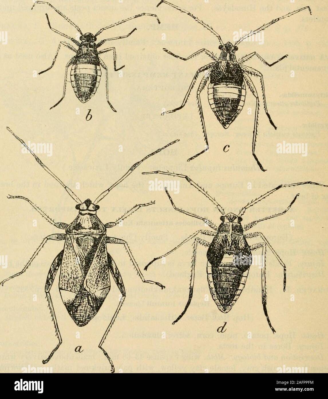 Rotsspringer Insect . A manual of dangerous insects likely to be introduced in the United ...