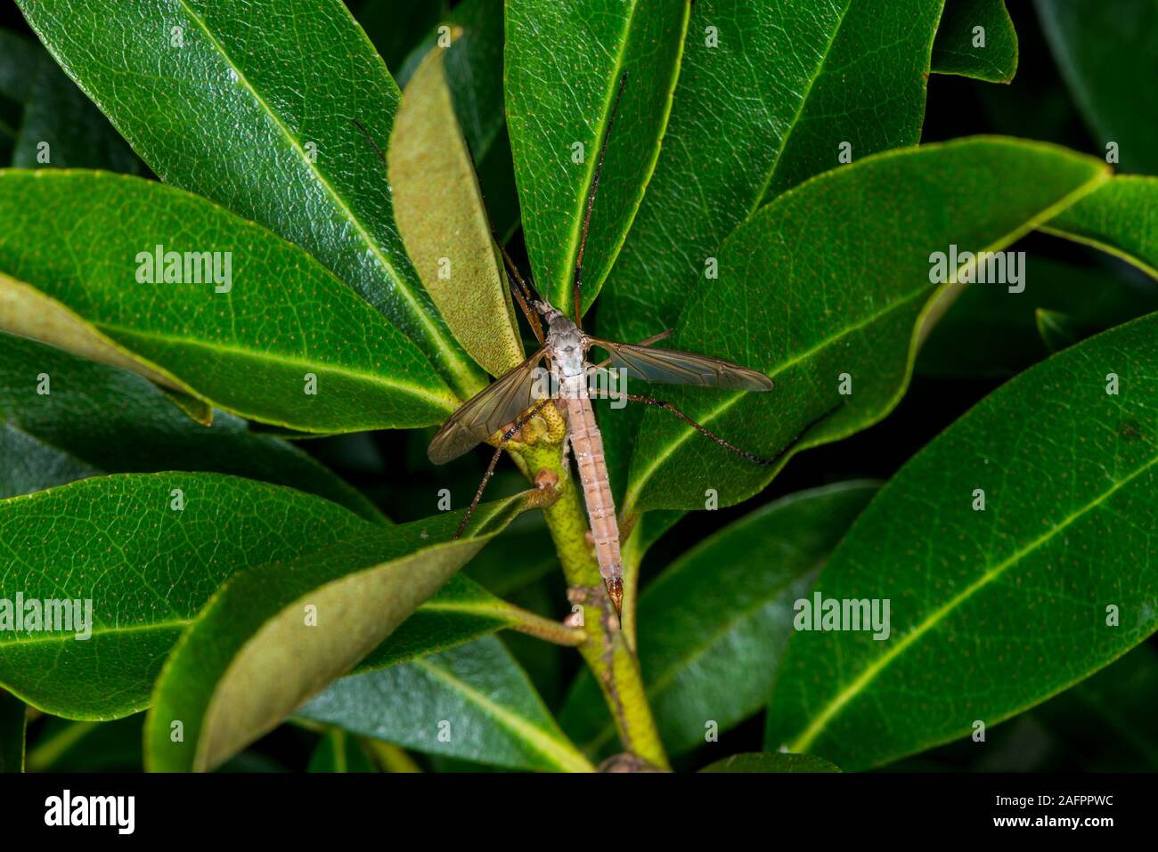 Quinault, Washington. Quinault Rain Forest, Olympic National Park. Female Common european crane fly, Tipula Paludosa. Stock Photo