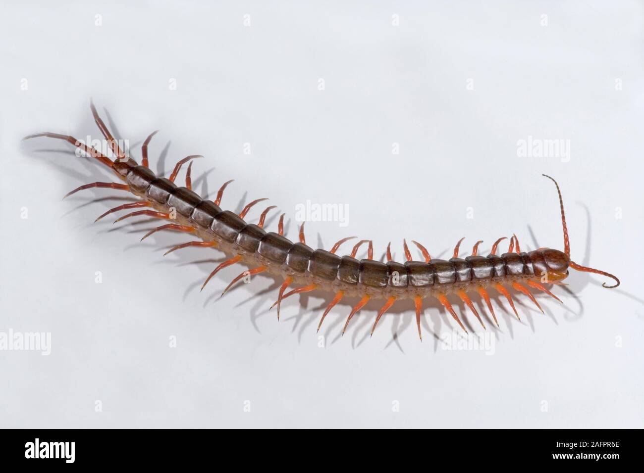 GIANT CENTIPEDE Scolopendra sp. showing legs in motion. Stock Photo