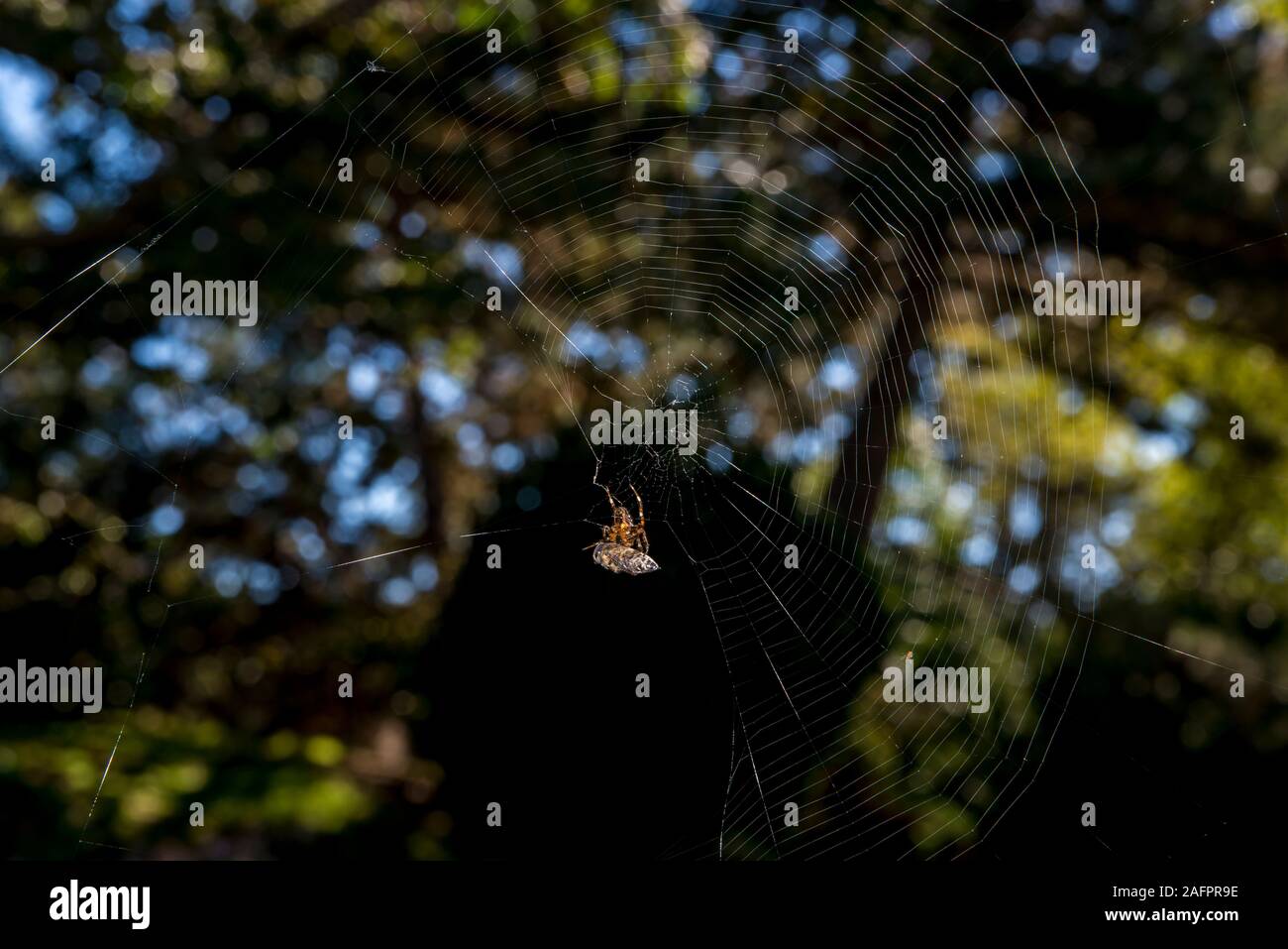 Vancouver, British Columbia, Canada. Beacon Hill park.  European garden spider, Araneus diadematus.  Spider with bee wrapped up in web. Stock Photo