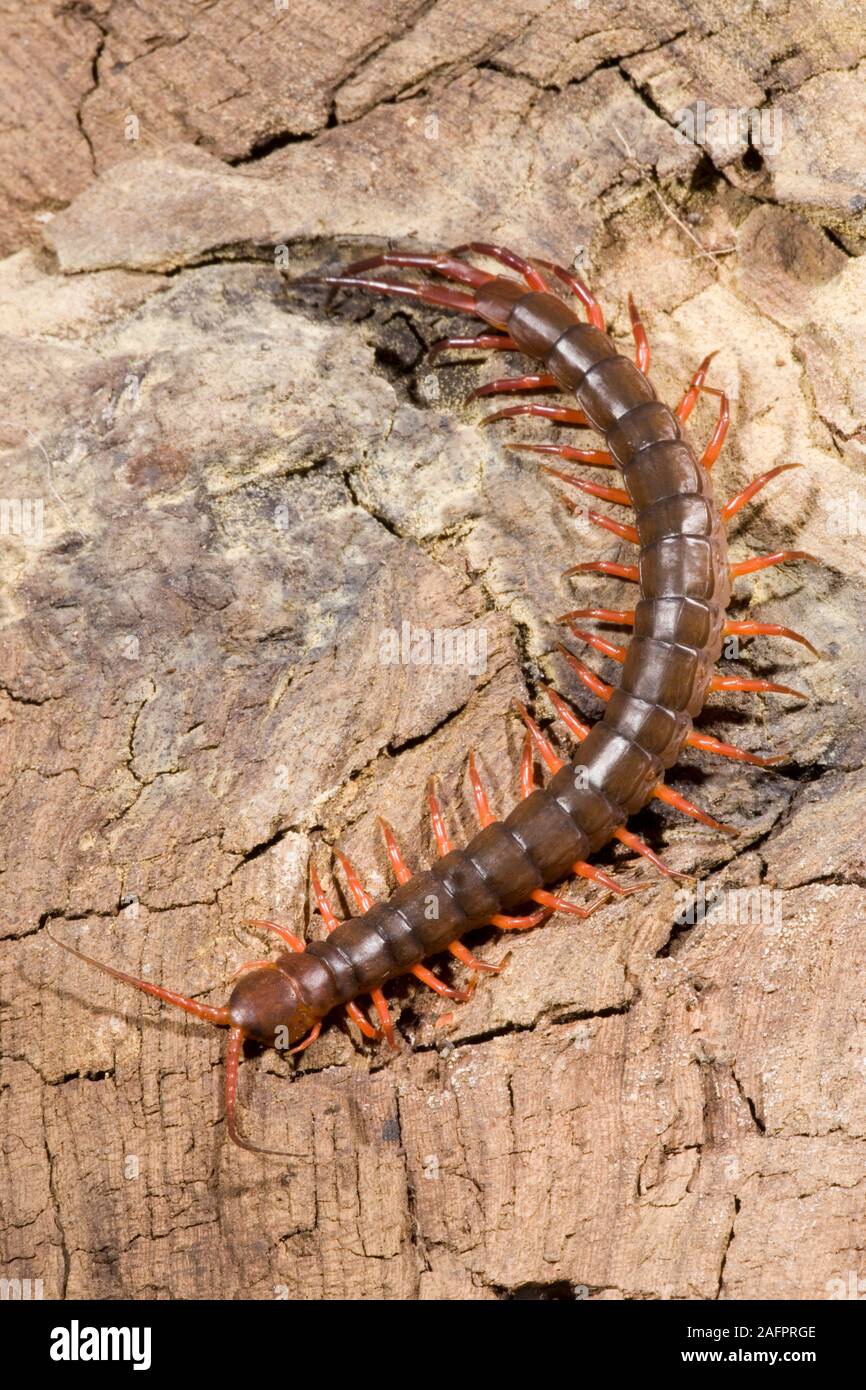 GIANT CENTIPEDE (Scolopendra sp. ), showing legs in motion. Dorsal view. One pair of legs per segment of the body. Stock Photo