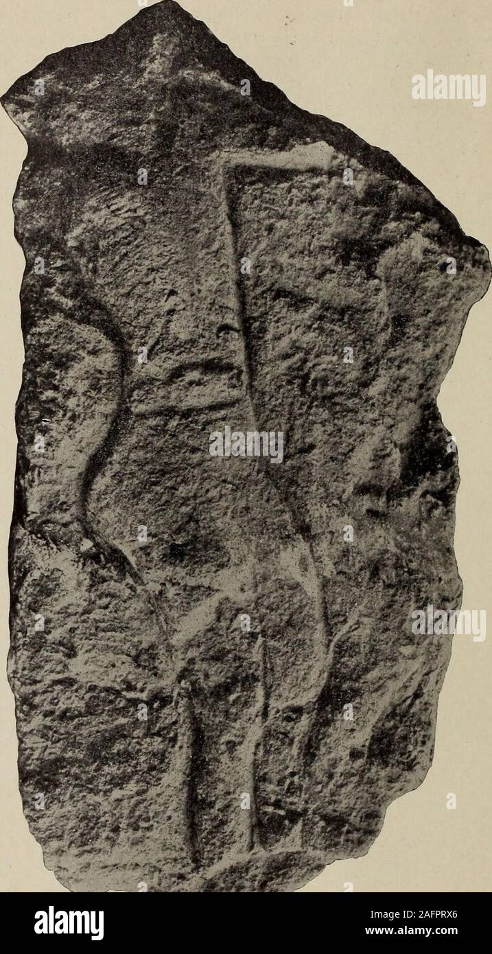 Shale Loess . Popular science monthly. sand a recent loess (Fig. 4). Chellean ...
