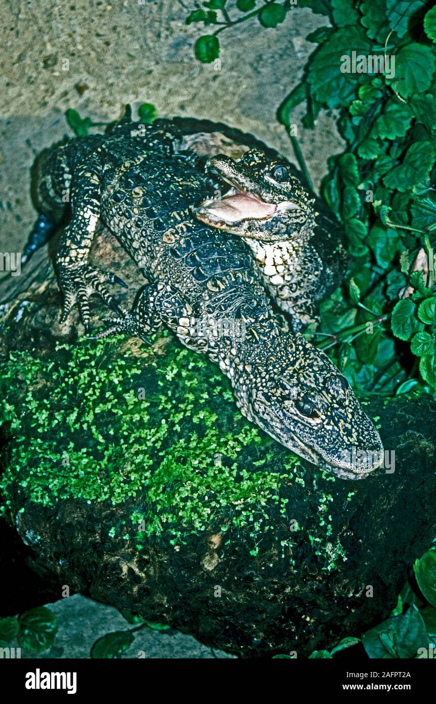 CHINESE ALLIGATOR (Alligator sinensis). Two  Juveniles. Stock Photo