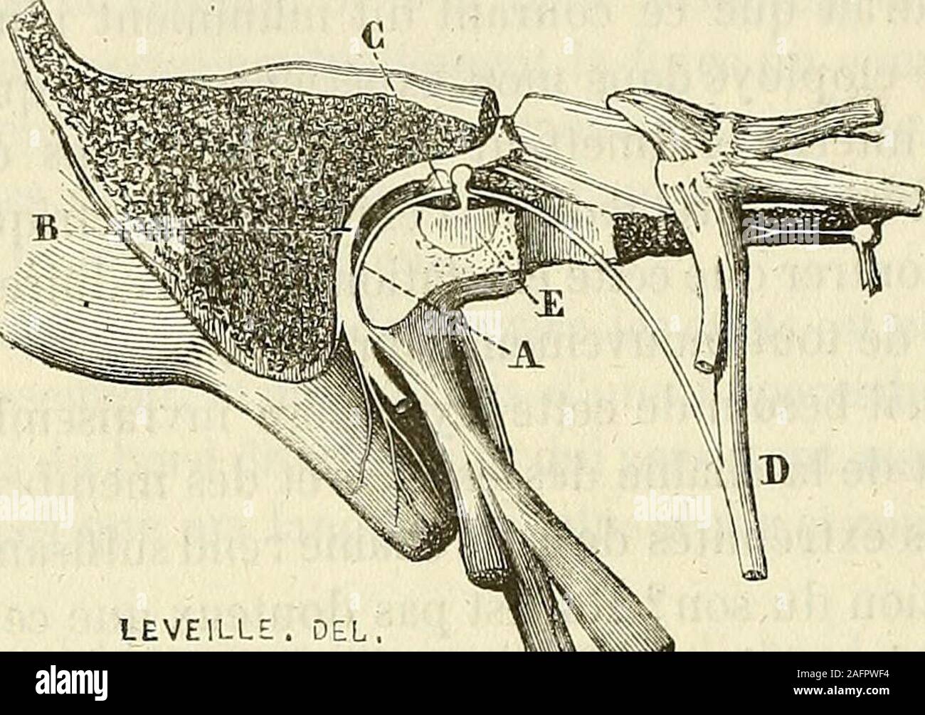 . De l'électrisation localisée et de son application a la pathologie et a la thérapeutique. traire (1). Dailleurs, lexistence constantede lapophyse courte du marteau, qui est évidemment destinée à re-cevoir le tendon du muscle externe du marteau, ne suffit-elle paspour démontrer que labsence de ce muscle ne peut êlre quuneanomalie ? Le muscle externe du marteau est-il le seul qui, dans cetteexpérience, entre en contraction? Le courant atteint-il aussi les (1) M. L. Hirschfeld mautorise à déclarer que, dans ses dissections, il a tou-jours coastaté lcxisleuce du muscle externe du marteau. DUCHEN Stock Photo