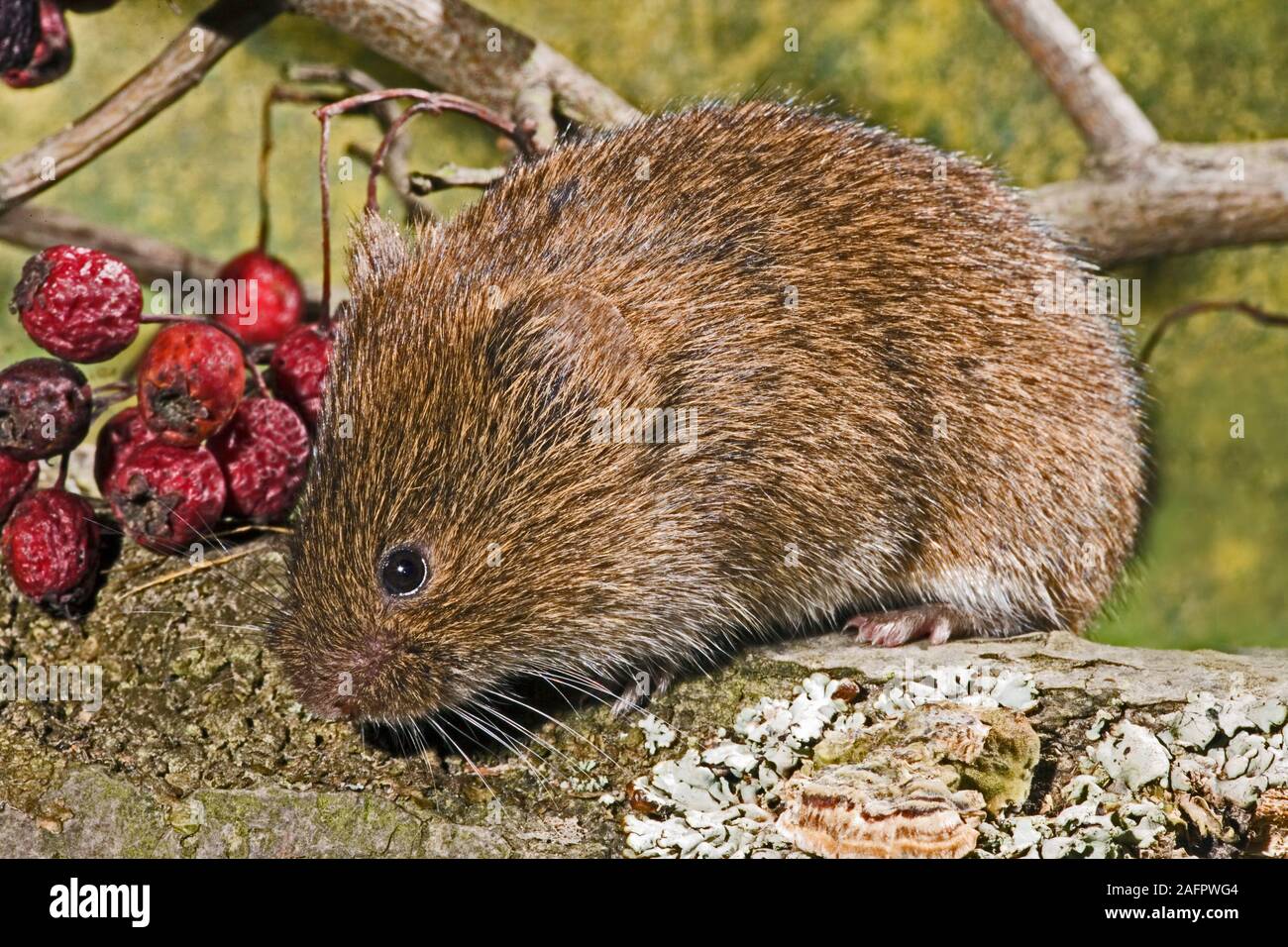 BANK VOLE Clethrionomys glareolus Seeking fallen Hawthorn berries or 'Haws' (Crataegus monogyna) UK Stock Photo