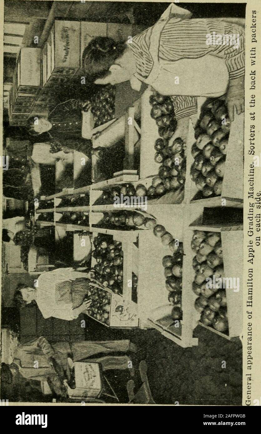 . The fruit-growers guide-book. e bins to sort the fruit as to color, freedom fromblemishes, etc. Two sorters can work at each of thesebins. They simply sort the apples as to color, worm in-jury, etc., placing the perfect, well colored apples in thechute marked Fancy and the apples which are a litle offc(dor into the chute marked Choice. Culls are droppedinto a box at their feet. The belt forming the first division of the Fancy chuteis perforated with holes two and one-half inches in diam-eter; apples of less diameter fall through and are packedin the lower grades. It will be noted in the illu Stock Photo