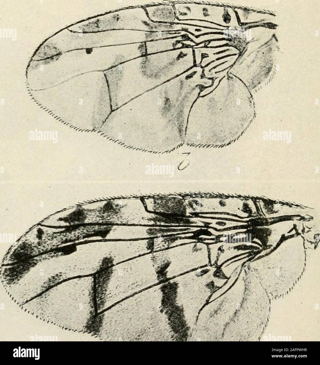 . A manual of dangerous insects likely to be introduced in the United States through importations. CZ. Wings of Fruit Flies. Fig. a.—Ceratitis striata. Fig. b.—Ceratitis capitata. Fig. c.—Ceratitis rubivora. (Froggatt.) FRUIT INSECTS, 113 long, of female 30 mm.; black striped with reddish gold; four pair of dorsal brushes,golden brown; pencils black, adorned with long variable hairs; warts white coveredwith golden hair; head grayish black with red collar; spring and summer broods.Eggs deposited in mass near pupal exuvium; overwinter. Distribution: Europe.Henschel, G. a. O. Die Schiidlichen Por Stock Photo