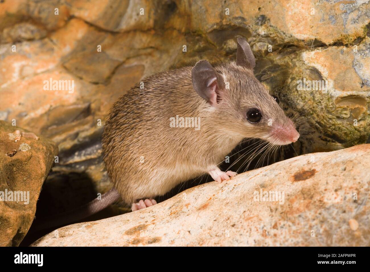 TURKISH SPINY MOUSE Acomys cilicicus Critically Endangered. Fewer than 250 in the wild, now confined to one mountain side in Turkey (2007). Stock Photo