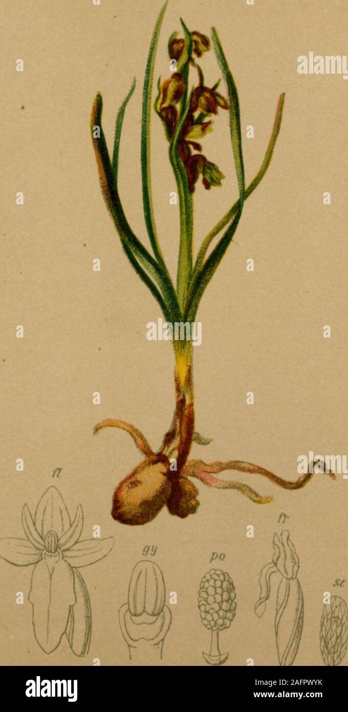 . Atlas der Alpenflora. Nigritella nigra (L.) Reichenb*. fil.-= angustifolia Riehblüthiger Schvvarzständcl, B-unele. Alpenkette, auf KalkbcKlen, laoo—aooo M. M if—Aneu-t . — Schwarz-. :5^^o—2100 M. juJ. Au^just. a-, ..„i -.-.. ...«• r 440 Stock Photo